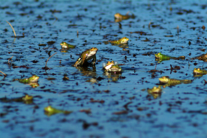 Rana da determinare - Livorno - Pelophylax sp.